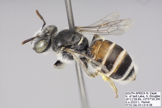 Meliturgula haemotospila CF3P1